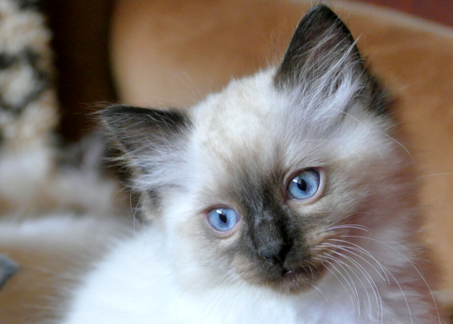 ragdoll macska